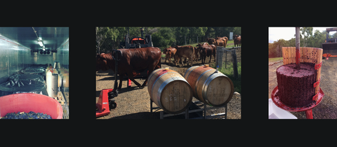 The 2017 ‘Deathbox’ Grenache story – pressing skins, cattle around the winery, and fermenters inside the refrigerated container.