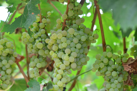 Vermentino Grapes on Vine